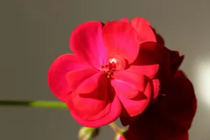 Bright red flower in sunlight with soft background, showcasing vivid petals. jigsaw puzzle