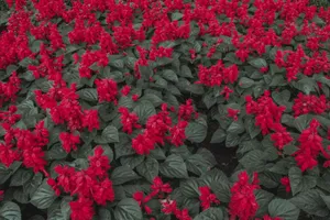 Explore a lush bed of blooming red salvia flowers with green leaves in Gramado's vibrant landscape. jigsaw puzzle