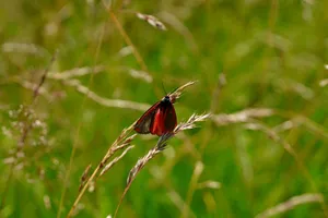 A Scarlet Tiger Moth perched delicately on grass, showcasing its vibrant red and black wings in a sunlit meadow. jigsaw puzzle
