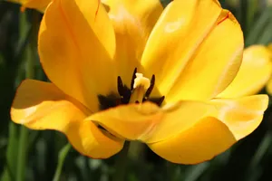 Vibrant yellow tulip in full bloom with sunlight enhancing its natural beauty. jigsaw puzzle