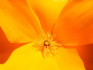 Stunning macro shot of a vibrant yellow California golden poppy in bloom. jigsaw puzzle