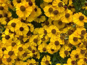 A vivid close-up of bright yellow Helenium flowers in full bloom, showcasing nature's beauty. jigsaw puzzle