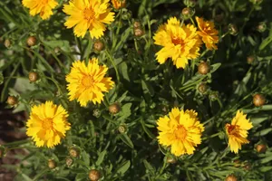Bright yellow Coreopsis flowers with green foliage captured in sunlight. jigsaw puzzle