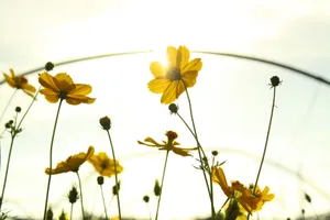 Beautiful close-up of yellow flowers illuminated by bright sunlight, capturing nature's vibrant beauty. jigsaw puzzle