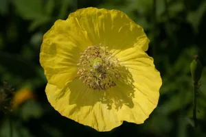 Close-up of a vibrant yellow poppy flower basking in sunlight. jigsaw puzzle