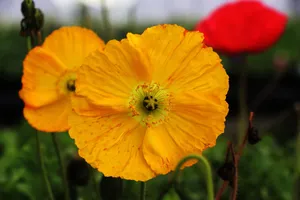 Close-up of bright yellow poppy flowers blooming outdoors, showcasing vivid colors and delicate petals. jigsaw puzzle