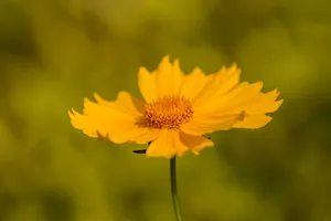 Close-up of a vibrant yellow Coreopsis flower captured in sharp focus against a soft green background. jigsaw puzzle