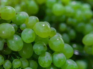 A vibrant close-up of fresh green grapes, showcasing their natural and organic appeal. jigsaw puzzle