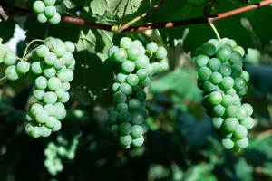 Close-up of unripe green grapes in a sunny vineyard, highlighting freshness and growth. jigsaw puzzle
