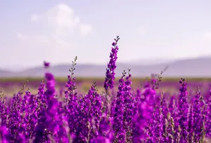 Vibrant lavender field blooming under a clear sky, creating a tranquil rural landscape. jigsaw puzzle