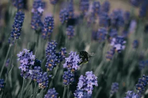A bee gracefully pollinates lavender flowers in a vibrant meadow, showcasing nature's beauty. jigsaw puzzle