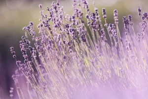 Vibrant lavender field in full bloom on a sunny summer day. Perfect for nature lovers. jigsaw puzzle