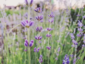 Vibrant close-up of purple Lavandula flowers in a lush garden setting. Soft focus enhances natural appeal. jigsaw puzzle