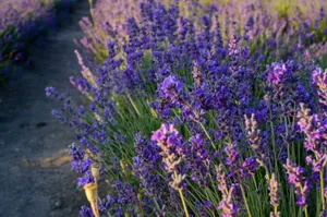 Vibrant lavender field in full bloom under the golden light of sunset, creating a serene atmosphere. jigsaw puzzle