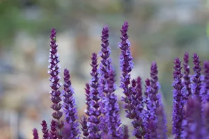 A vibrant close-up of blooming lavender flowers showcasing their purple hues and delicate petals. jigsaw puzzle