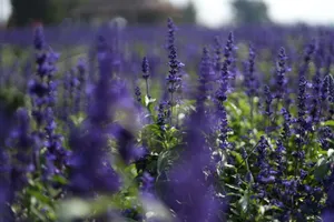 Serene lavender field in Thailand showcasing vibrant purple blossoms in full bloom. jigsaw puzzle