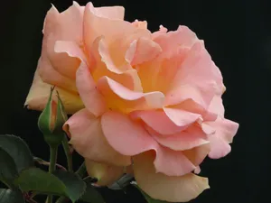 Close-up of a vibrant pink rose in full bloom, captured in a Sydney garden. jigsaw puzzle