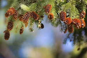 pine cones jigsaw puzzle