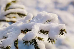 pine jigsaw puzzle