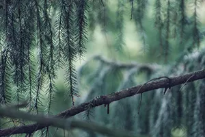 conifer jigsaw puzzle
