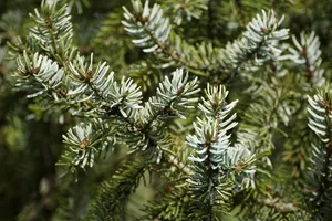 conifer jigsaw puzzle
