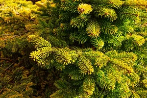 dwarf pine jigsaw puzzle