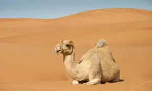 camel jigsaw puzzle