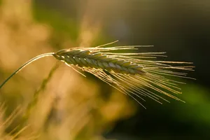 rye jigsaw puzzle