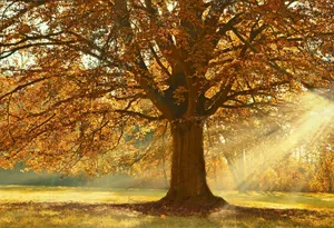 tree jigsaw puzzle