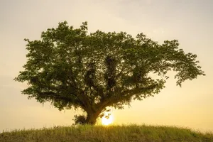 tree jigsaw puzzle