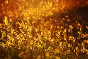 foxtail jigsaw puzzle