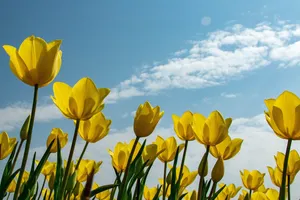 tulips jigsaw puzzle
