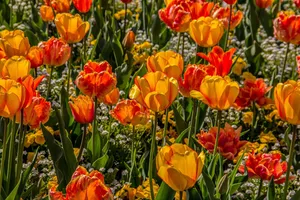 tulips jigsaw puzzle