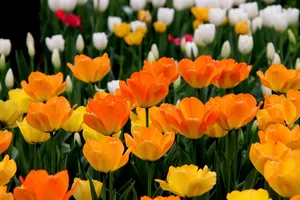 tulips jigsaw puzzle