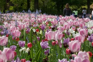 tulips jigsaw puzzle