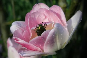 pink tulip jigsaw puzzle