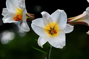 david-lily jigsaw puzzle