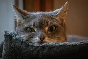 cat jigsaw puzzle