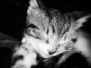 kitten jigsaw puzzle