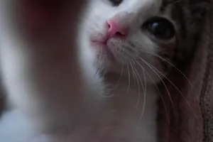 cat jigsaw puzzle