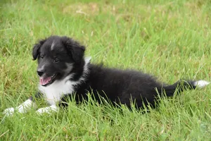 puppy jigsaw puzzle