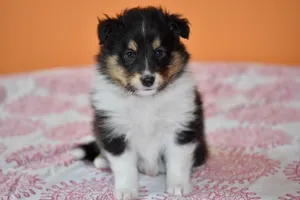 puppy jigsaw puzzle