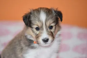puppy jigsaw puzzle