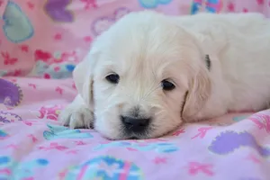 dog jigsaw puzzle