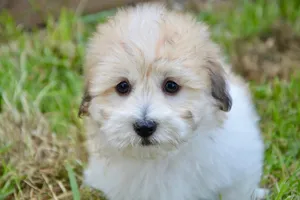 puppy jigsaw puzzle