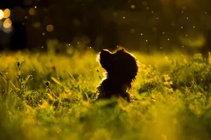 grass jigsaw puzzle