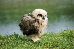 eurasian eagle owl jigsaw puzzle