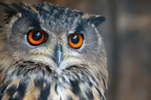 eagle owl jigsaw puzzle