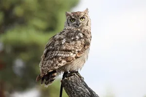 owl jigsaw puzzle