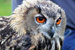 eagle owl jigsaw puzzle